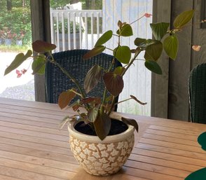 Ivy Planter With Begonia