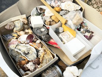 A Large Collection Of Vintage Shells, Rocks, And More