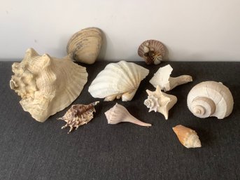 Sea Shell Lot