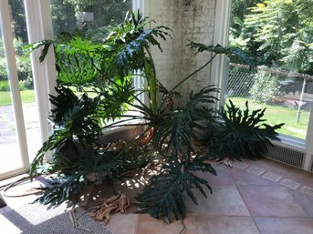 Enormous Philodendron Plant - Must Be Ten Feet Across And Ponytail Palm - Two Live Plants - BUYER MUST MOVE