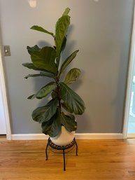 Fiddle Fig Live Potted Plant On Iron Stand
