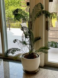 Real Palm Tree In Ceramic Planter Pot