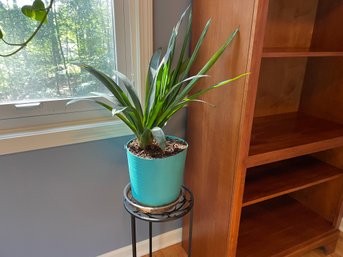 Live Plant In Aqua Pot On Stand