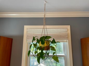 Hanging Live Plant