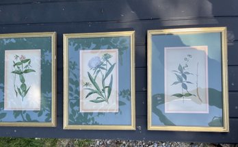 Set Of Three Thomas Meehan Louis Prang Original Chromolithograph Botanical Prints