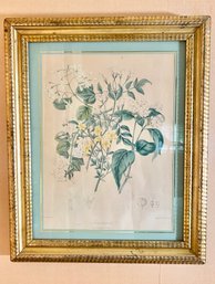 A 19th Century Botanical Print - Jasmine - In Gilt Wood Frame