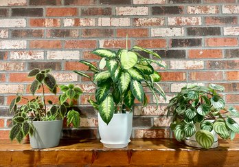 Three Potted Live House Plants Including Watermelon Peperomia