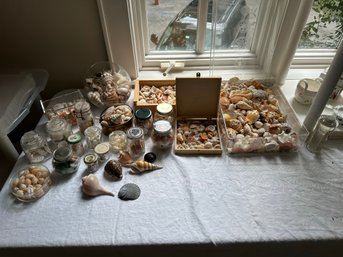 Stunning Mixed Sea Shell Lot With Jars!!!