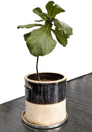 A Fiddle Leaf Fig Plant In Large Antique Ceramic Crock