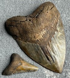 Large 4.94' Fossil MEGALODON SHARK TOOTH- Wide, Well-Defined Tooth With Sharp Serration