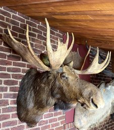 Massive North American Bull Moose Shoulder Mount