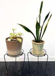 A House Plant Duo With Stands - Radiator Plant (peperomia) And Snake Plant (Dracaena Trifasciata)