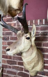 North American Pronghorn Antelope Shoulder Mount