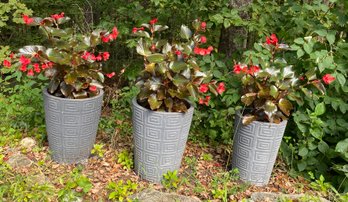 Three Concrete Planters With Begonias