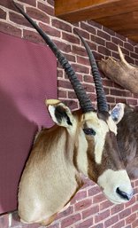 African Gemsbok/Oryx Shoulder Mount