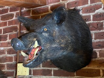 Wild Black Boar - Open Mouth Shoulder Mount