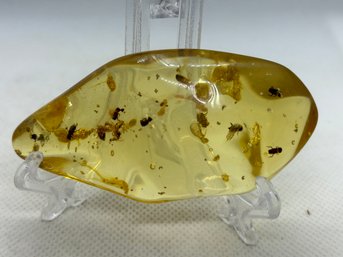 AUTHENTIC Jurassic Period Columbian Amber With 15 Ancient Insects Embedded In The Matrix- 75 Million Years Old