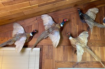 Ringed Neck Pheasant Quartet