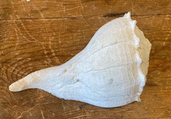 Large Whelk Texas State Shell (B)