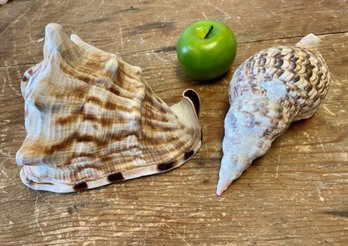 Two Striped Conch Sea Shells (C)