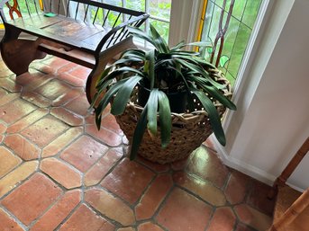 Large Basket Planter With Live Plant