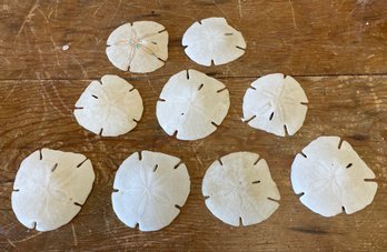 Group Of Natural Sand Dollars (E)