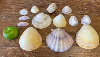 Group Of Pacific Yellow Shells & Others (G)