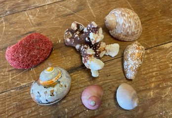 Group Of Coral And Exquisite Shells (H)