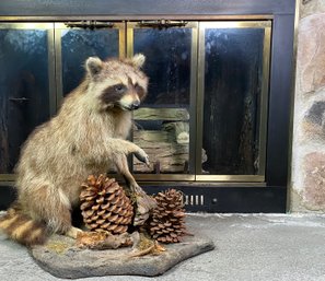 North American Raccoon Full Mount On Plinth