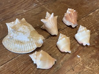 Group Of Caribbean Conch Shells (I)