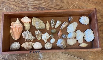 Collection Of Specimen Shells In Old Wood Box (J)