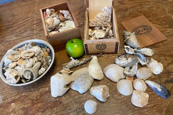 Huge Collection Of Small Shells (K)