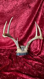 Deer Antler Mounted Rack 13x8x13 On Wood Block