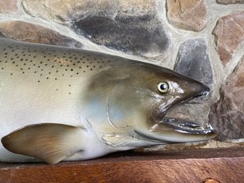 35 Inch Right Facing King Salmon