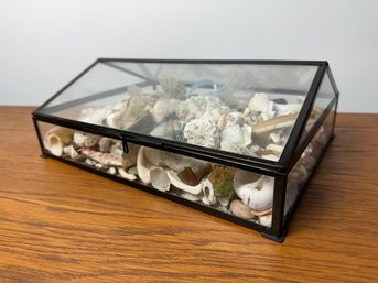 Glass Display Case With Sea Shells