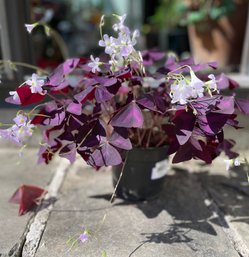 Gorgeous Potted Oxalis Over 16' Wide! - Continual Blooms