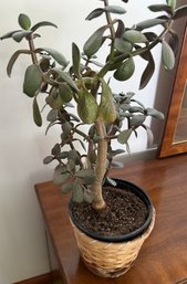 Small Jade Plant