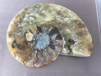 Ammonite , 4 Inch By 3 3/4 Inch