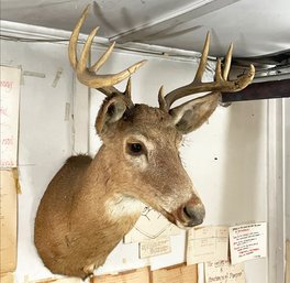 A Vintage 10 Point Buck Mount