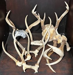 Deer Antler Decor