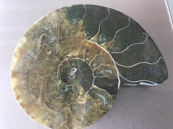 Ammonite, 4 1/2 Inch