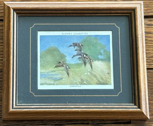 Vintage Painting By Peter Scott The Gadwall