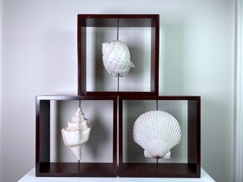 Shadowbox Seashell Decor