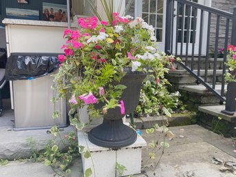 Lovely Potted Plant In Cast Iron Urn