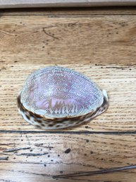 Vintage Sea Shell With The Lords Prayer Our Father