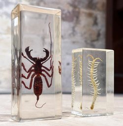 A Scorpion And Centipede Under Glass