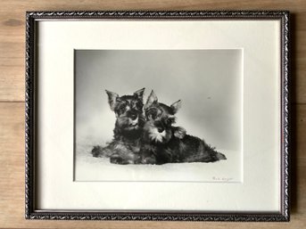 Two Scottie Pups Photograph By Paula Wright