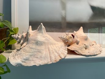 Large Beach Found Conch Shells (other Shells Are Included, See Photos)