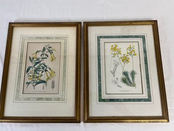 Pair Of Botanical Prints By Van Houtte Hand Touched Chromolithographs, Circa 1860