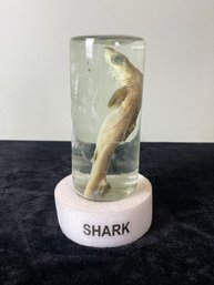 Preserved Baby Nurse Shark Souvenir In Container